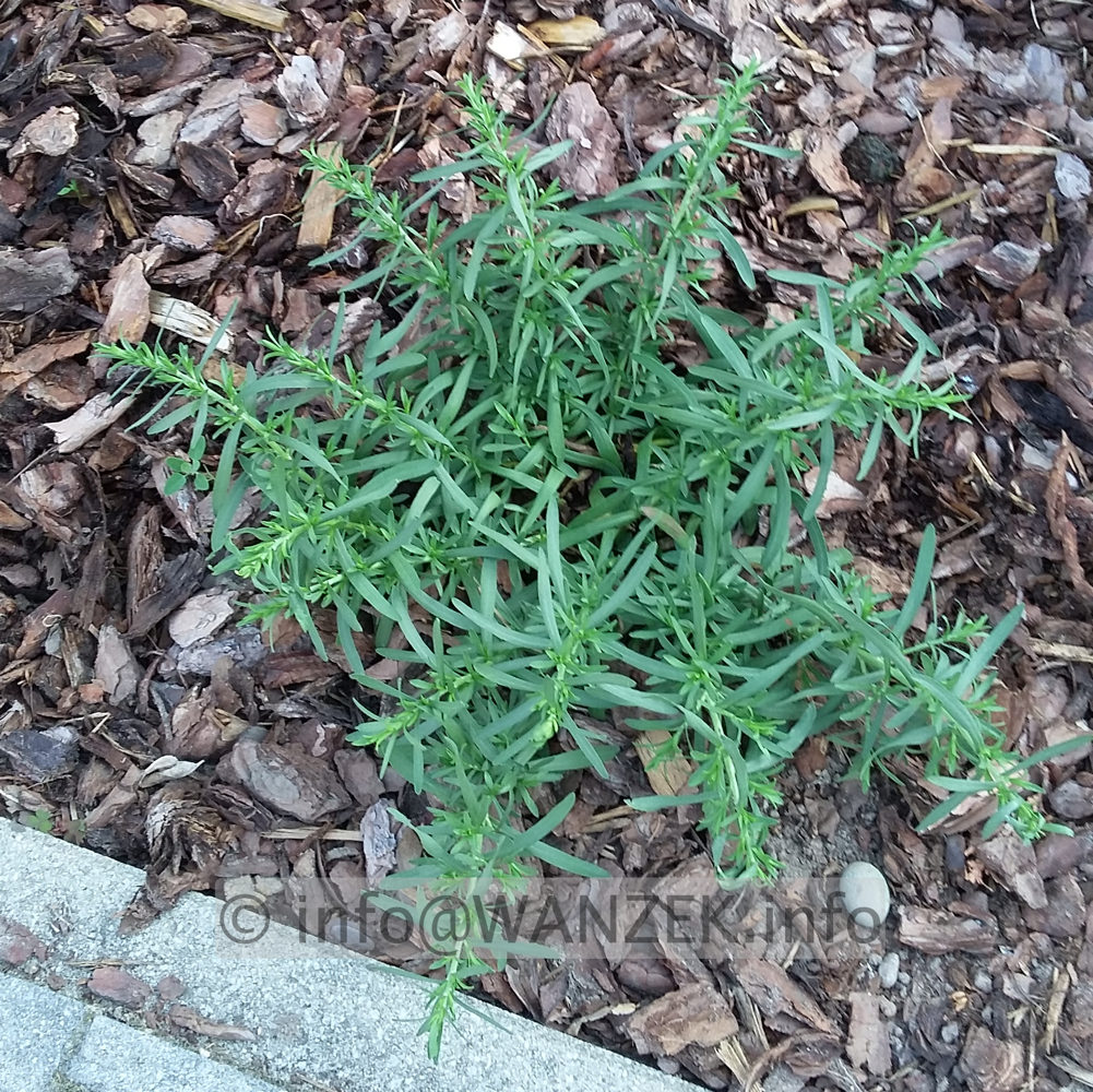 Aster pansus Snowflurry 04.jpg